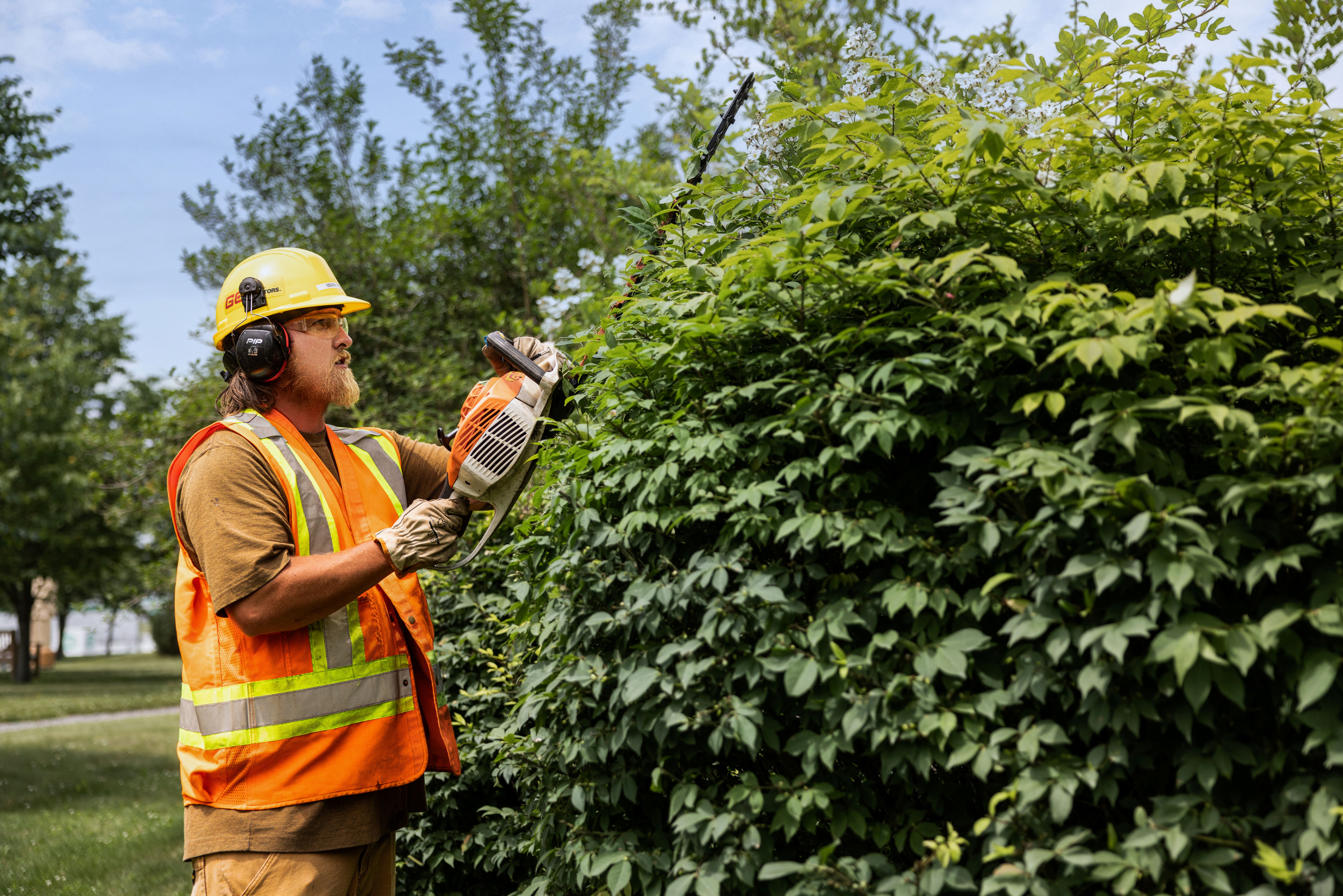 Man trimming tree